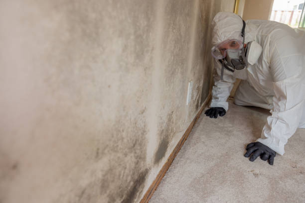 Why You Should Choose Our Mold Remediation Services in Marine City, MI